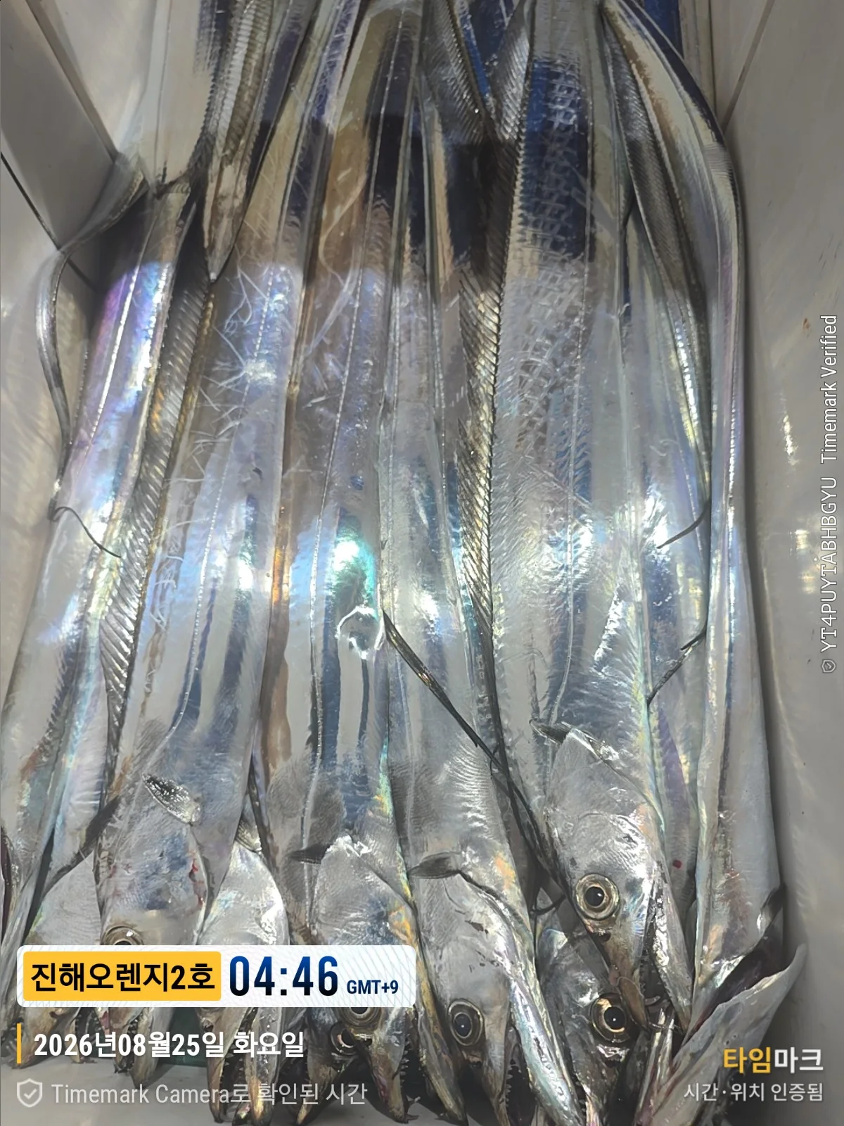 먼바다갈치조황 2026-08-24 오렌지호 조황 사진 15