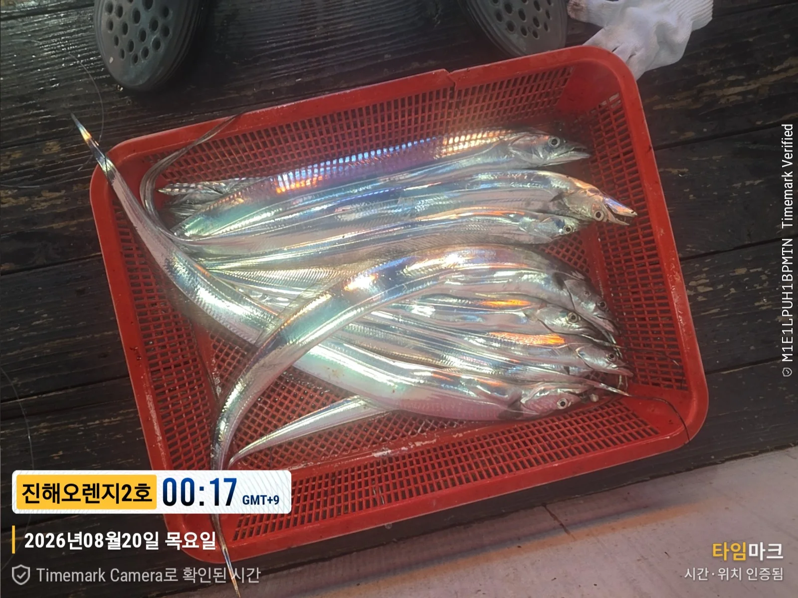 26.08.20 조황 대박이야!! 2026-08-21 오렌지호 조황 사진 3