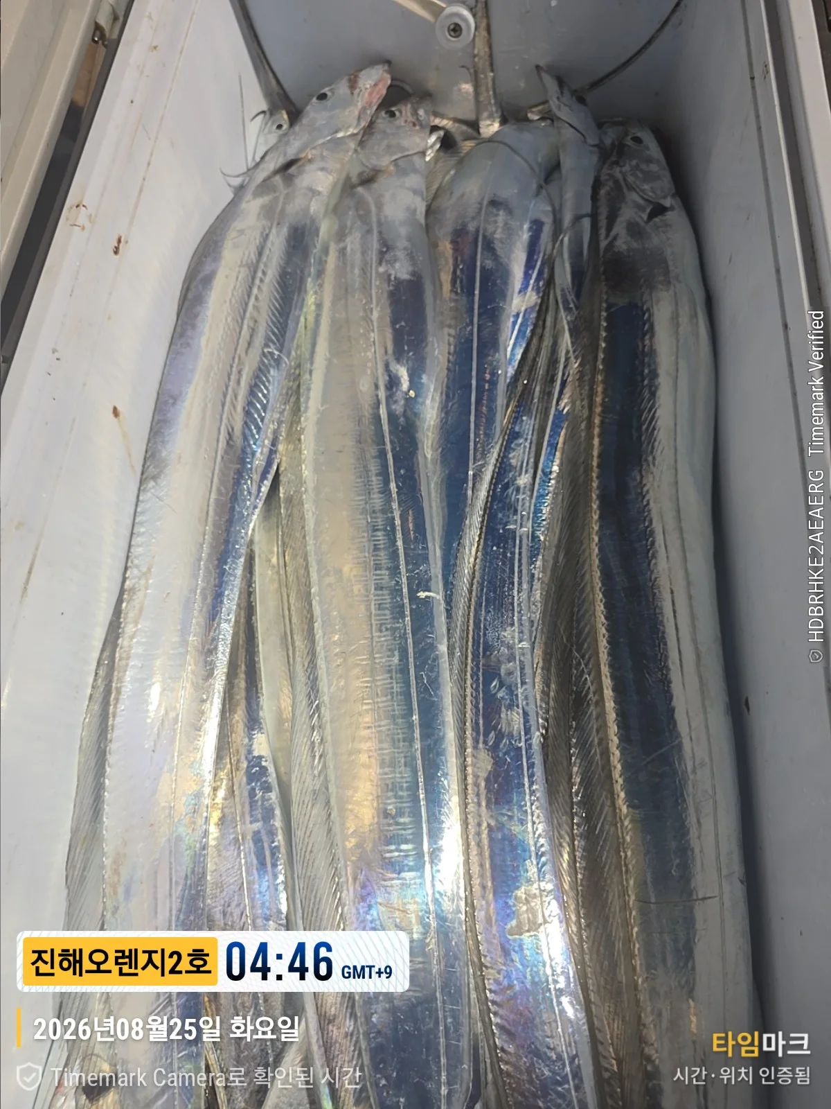 먼바다갈치조황 2026-08-24 오렌지호 조황 사진 14