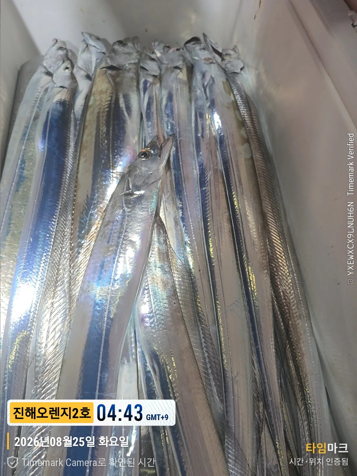먼바다갈치조황 2026-08-24 오렌지호 조황 사진 18