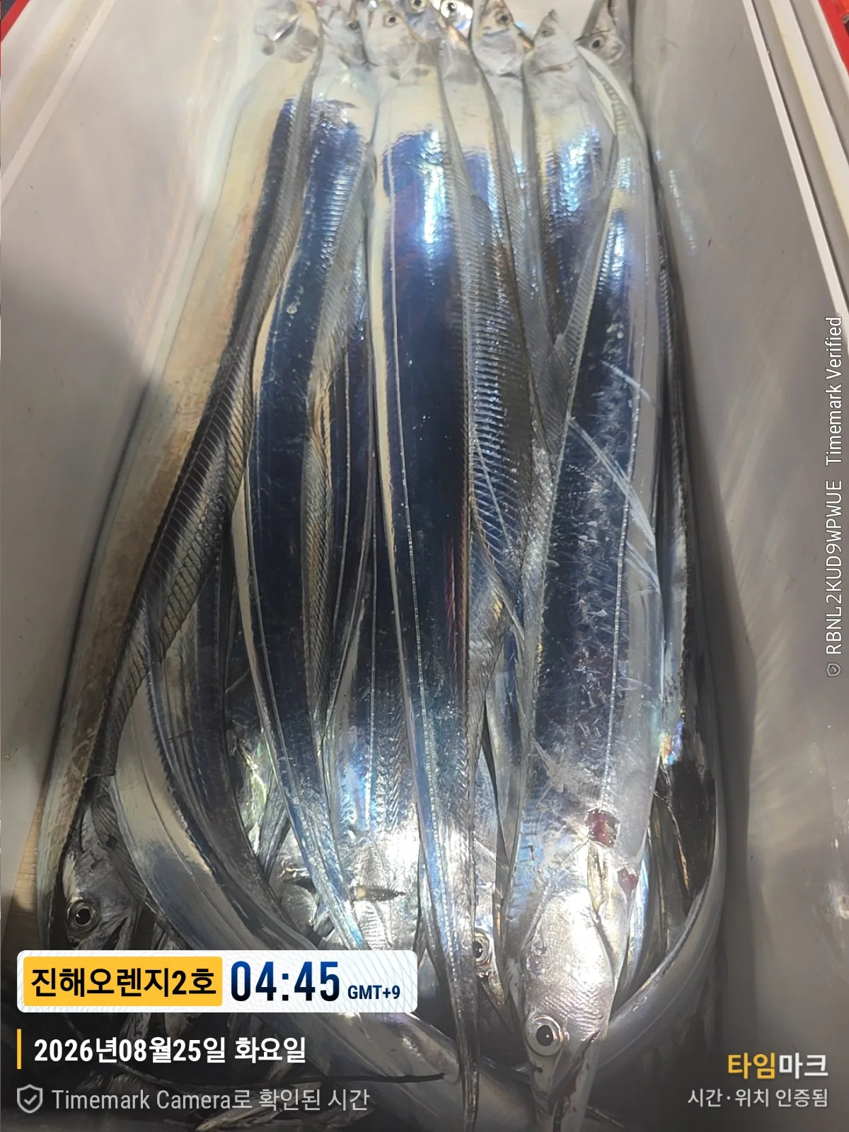 먼바다갈치조황 2026-08-24 오렌지호 조황 사진 17