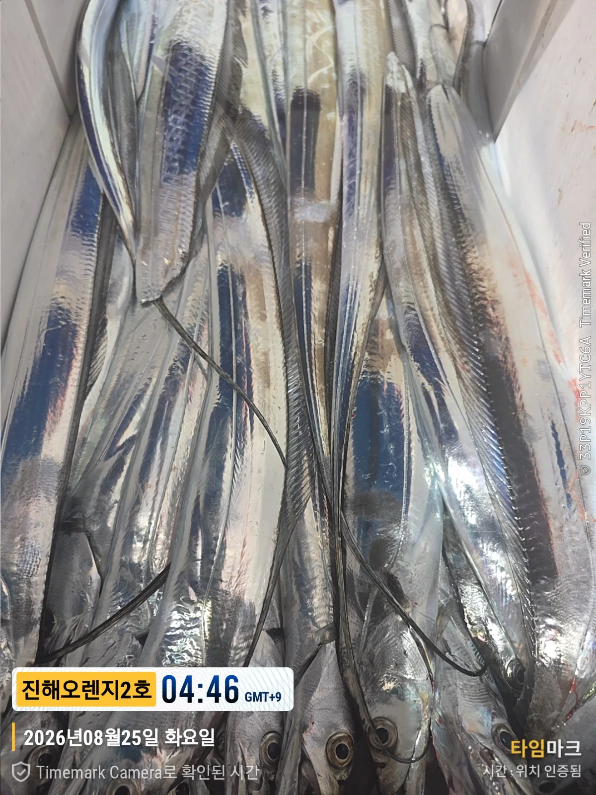 먼바다갈치조황 2026-08-24 오렌지호 조황 사진 16